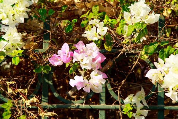 Begonvil Parlak Çiçek Peyzaj — Stok fotoğraf