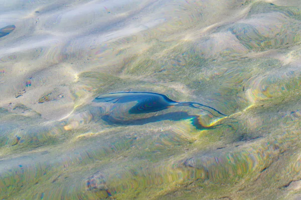 Ikan Karang Pemandangan Atas Defocused Oleh Air — Stok Foto
