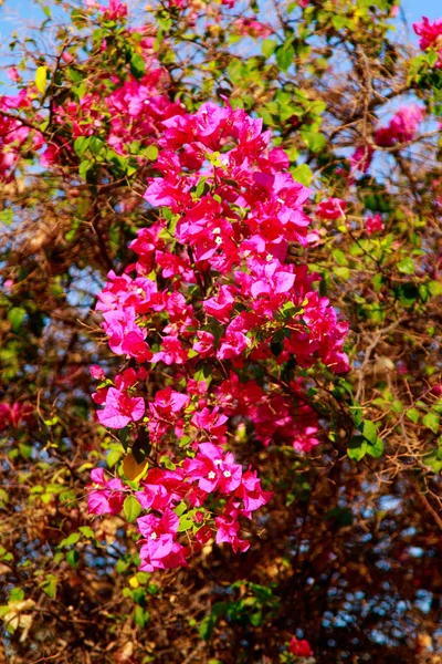 Bougainvillea Flores Brillantes Paisaje —  Fotos de Stock