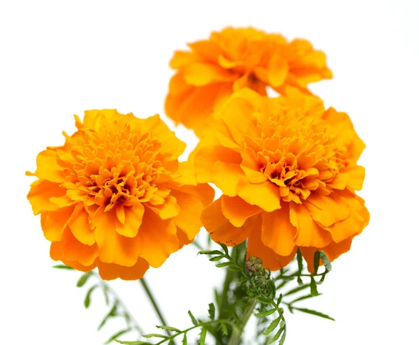 Tagetes Beyaz Arka Plan Üzerinde Izole Çiçek — Stok fotoğraf