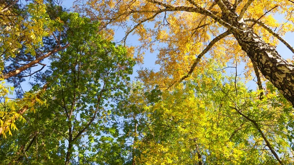 Listy Stromů Pohledu Zespodu Nebe Podzimní Krajina — Stock fotografie