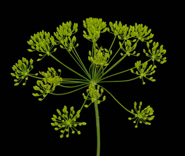 Свіжі Квіти Кропу Чорному Фоні — стокове фото