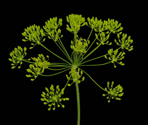 Färsk Dill Blommor Svart Bakgrund — Stockfoto