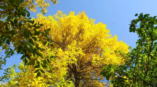 Bladeren Van Bomen Weergave Van Onderen Hemel Herfst Landschap — Stockfoto