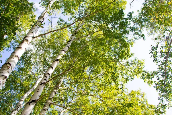 Birch Las Lato Natura Krajobraz — Zdjęcie stockowe