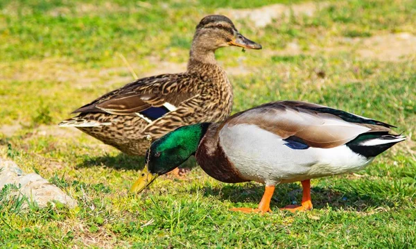 Canards Sauvages Sur Une Prairie Verte — Photo