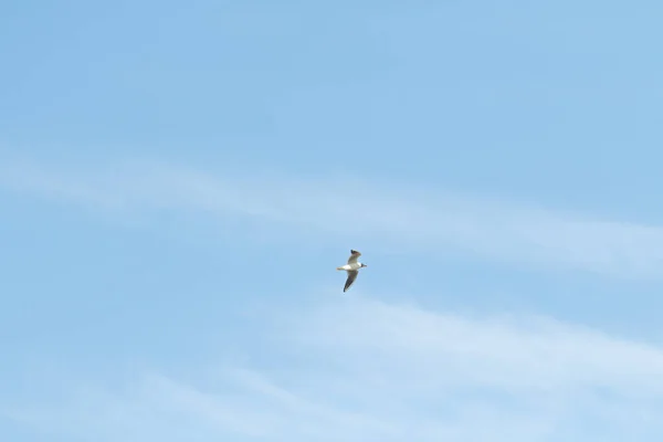 Pássaros Gaivotas Céu Azul Nuvens Brancas Dia — Fotografia de Stock