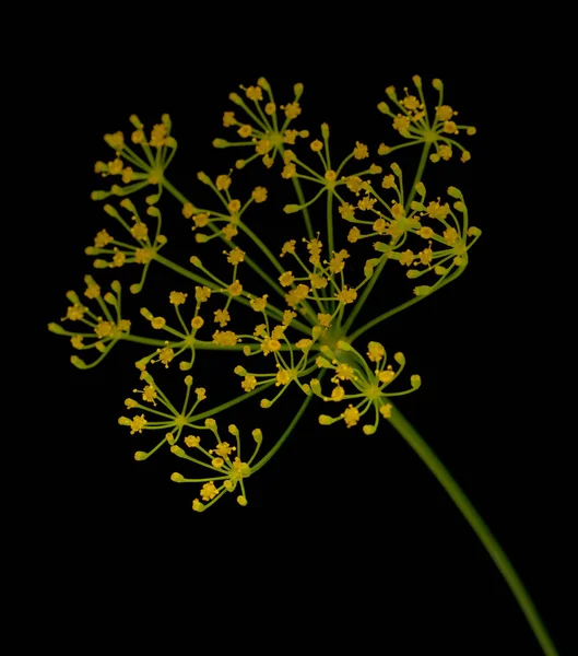 Fresh Dill Flowers Black Background — Stock Photo, Image