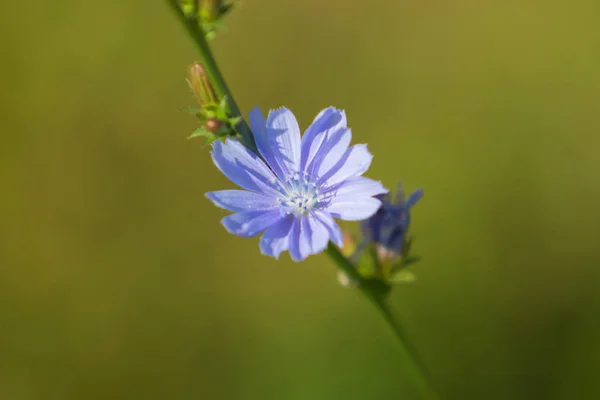 Blauwe Bloemen Witloof Natuur — Stockfoto