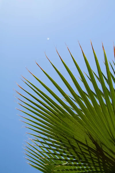 Leaves Palm Trees Sky Background — Stock Photo, Image