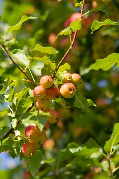 Dojrzałe Małe Jabłka Drzewie — Zdjęcie stockowe