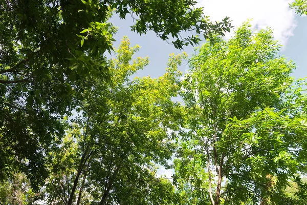 Bosque Verde Vista Primavera Desde Abajo Las Nubes — Foto de Stock