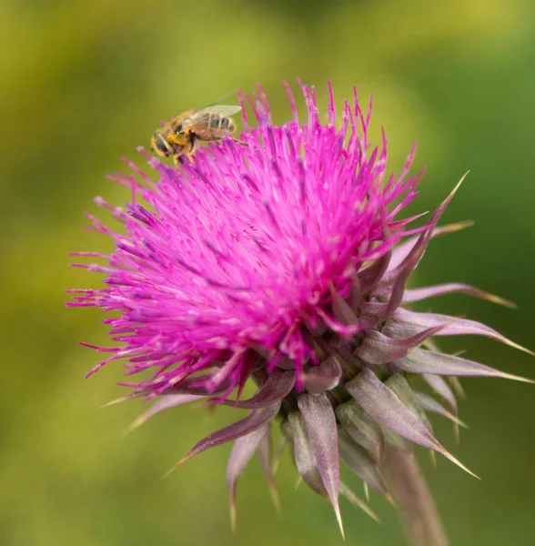 Flor Cardo Primer Plano Naturaleza — Foto de Stock