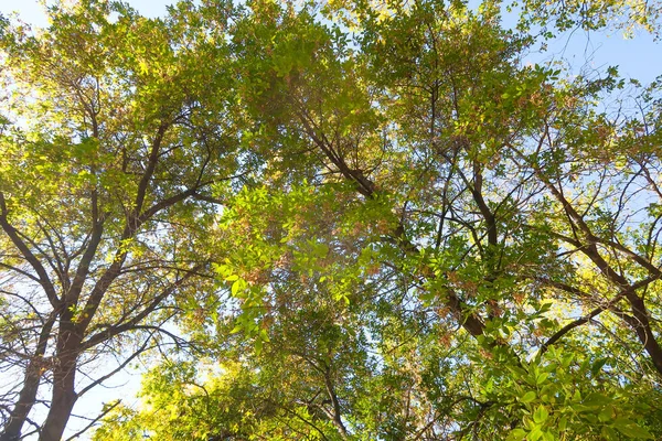 Blätter Der Bäume Blick Von Unten Den Himmel Herbstlandschaft — Stockfoto
