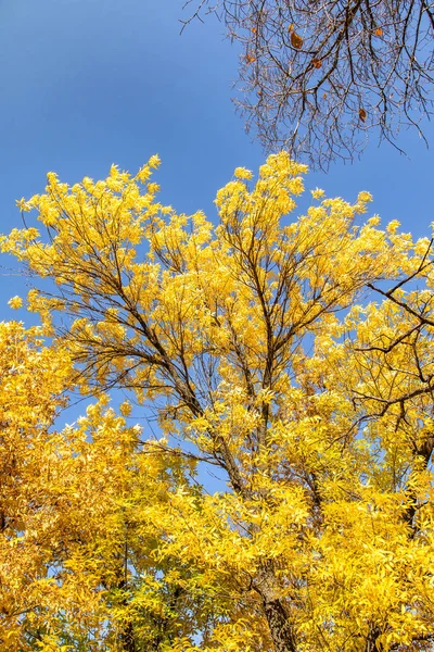 Листя Дерев Вид Знизу Небо Осінній Пейзаж — стокове фото