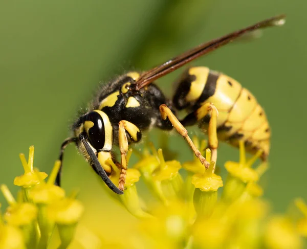 Gele Wasp Een Gele Bloem — Stockfoto