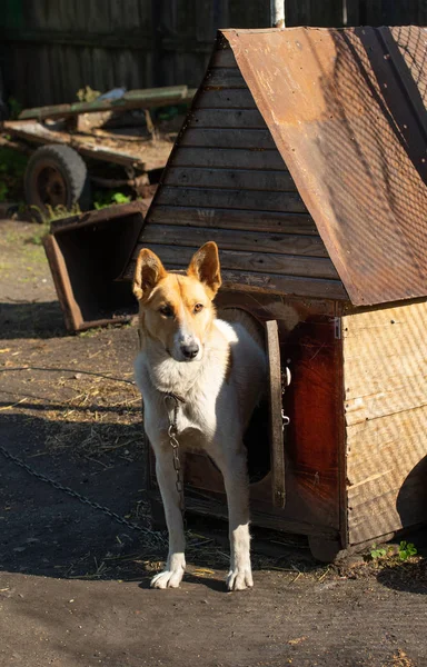 狗在街道附近的房子自然 — 图库照片