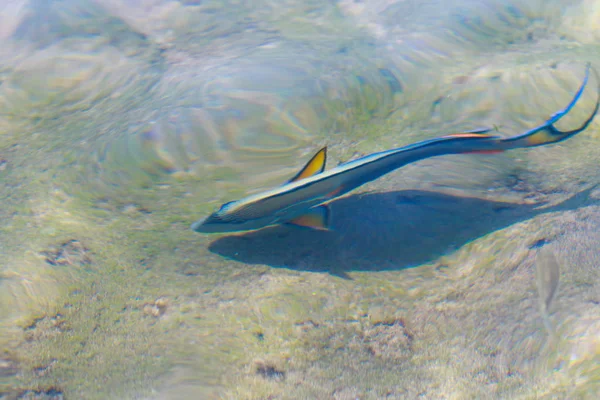 Vista Superior Los Peces Arrecife Desenfocado Por Agua —  Fotos de Stock