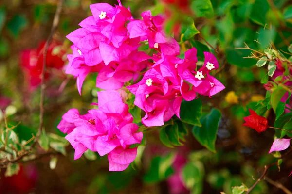 Бугенвиллия Яркие Цветы Пейзаж — стоковое фото