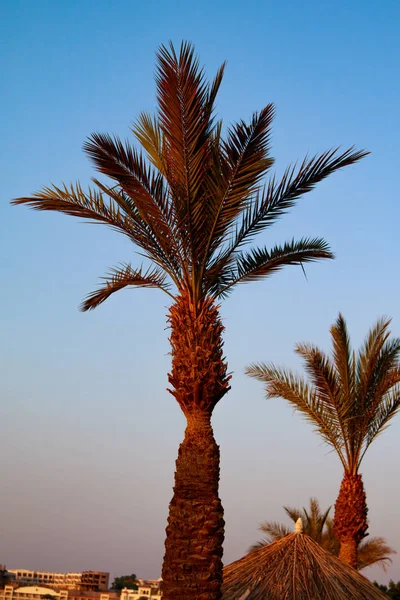 Grüne Palmenblätter Vor Blauem Himmel — Stockfoto