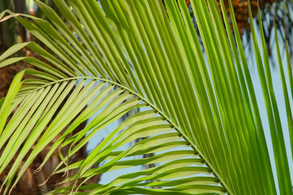 Feuilles Palmier Vert Gros Plan — Photo