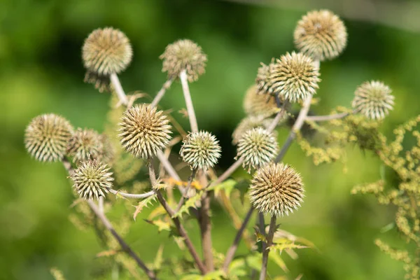 Rundrücken Nahaufnahme Natur — Stockfoto