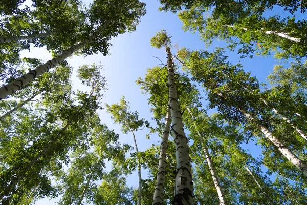 空に下からフォレスト ビューをバーチします — ストック写真