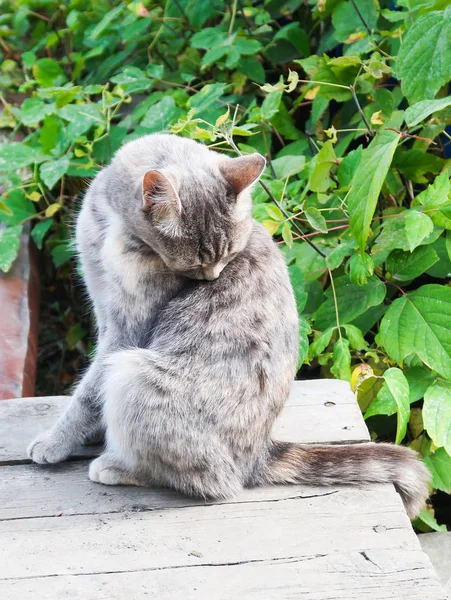 Симпатичная Кошка Природе — стоковое фото