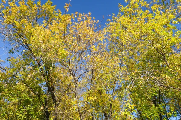 Bladeren Van Bomen Weergave Van Onderen Hemel Herfst Landschap — Stockfoto