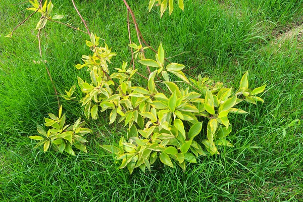 decorative leaves in green grass