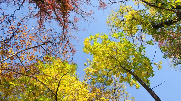 Bladeren Van Bomen Weergave Van Onderen Hemel Herfst Landschap — Stockfoto