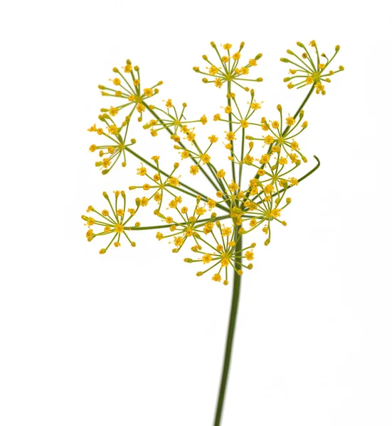 Färsk Dill Blommor Vit Bakgrund — Stockfoto