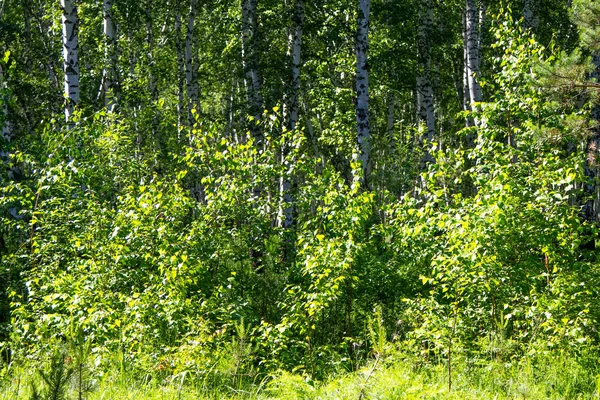 Abedul Bosque Hierba Paisaje — Foto de Stock