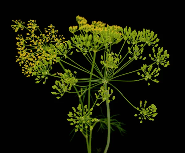 Свіжі Квіти Кропу Чорному Фоні — стокове фото