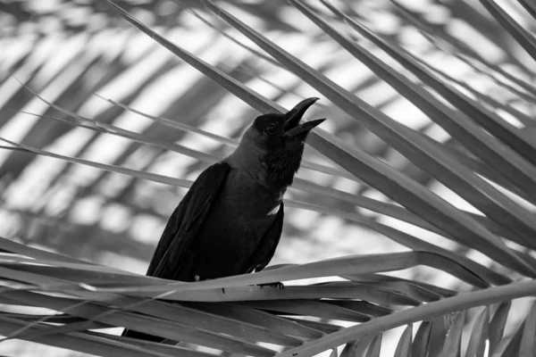 Cuervo Árbol Foto Blanco Negro —  Fotos de Stock
