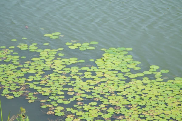 Hladině Rybníka Plovoucí Lily Lilie — Stock fotografie