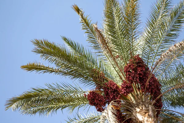 Datas Crescem Uma Natureza Palmeira — Fotografia de Stock