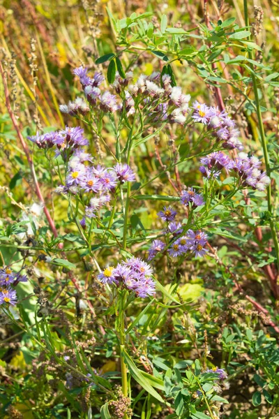 Blue Small Wild Flowers Nature — Stock Photo, Image