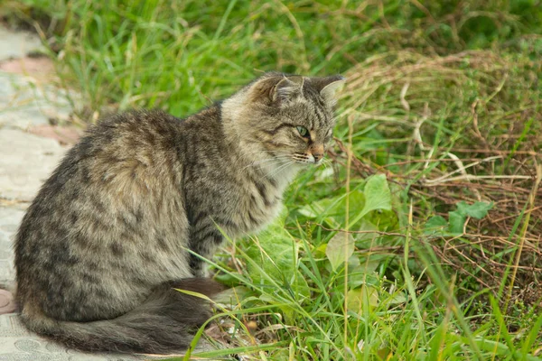 Söt Katt Utomhus Natur — Stockfoto