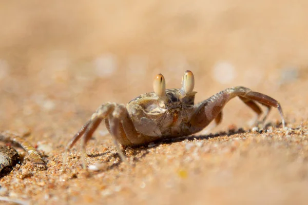 Písek Krab Písku Doupatech — Stock fotografie