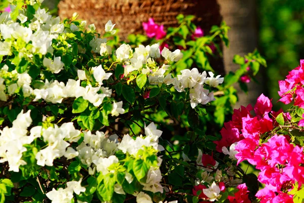 Heldere Bloemen Van Bougainvillea Landschap — Stockfoto