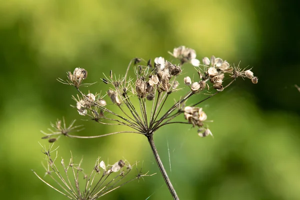 Dry Flower Dill Nature — Stock Photo, Image