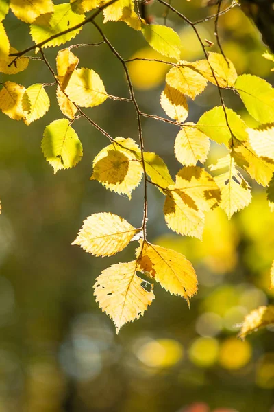 Gele Groene Herfstbladeren Close Landschap — Stockfoto