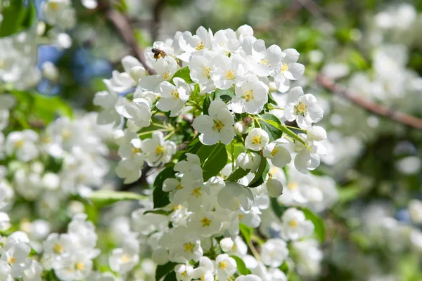 Witte Bloemen Apple Close Natuur Landschap — Stockfoto