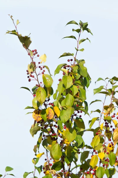 Bomen Zonder Bladeren Een Hemel Achtergrond Herfst — Stockfoto