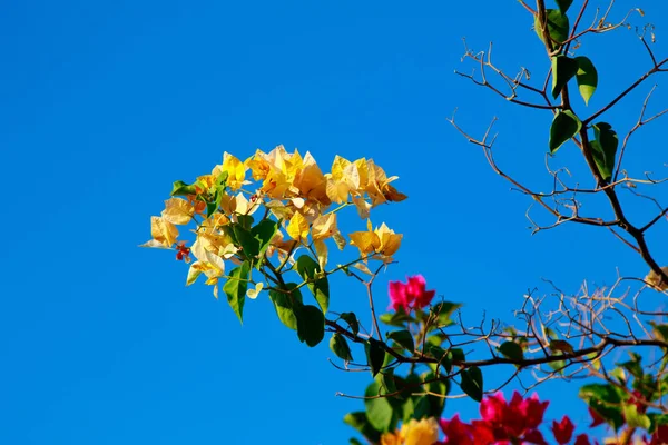 Heldere Bloemen Van Bougainvillea Landschap — Stockfoto