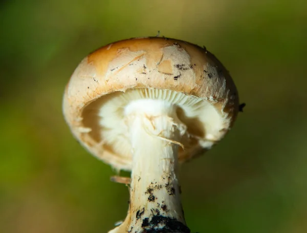 蘑菇在树林里特写 — 图库照片