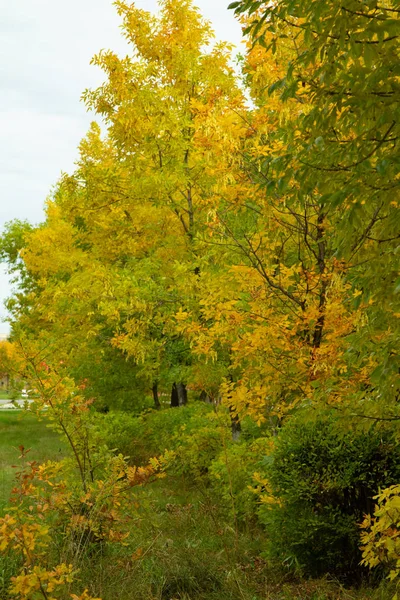 Floresta Outono Árvores Caducas Paisagem — Fotografia de Stock