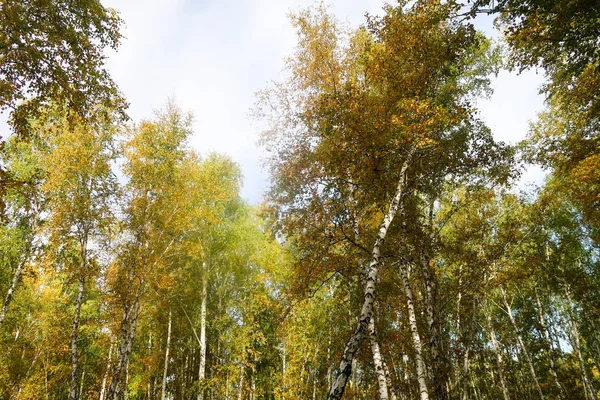 Widokiem Las Birch Nieba Jesień Natura — Zdjęcie stockowe