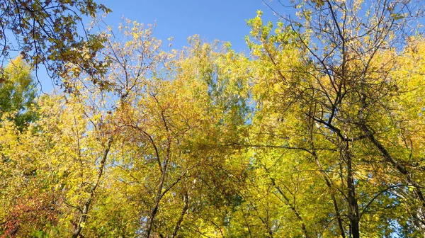 Blätter Der Bäume Blick Von Unten Den Himmel Herbstlandschaft — Stockfoto